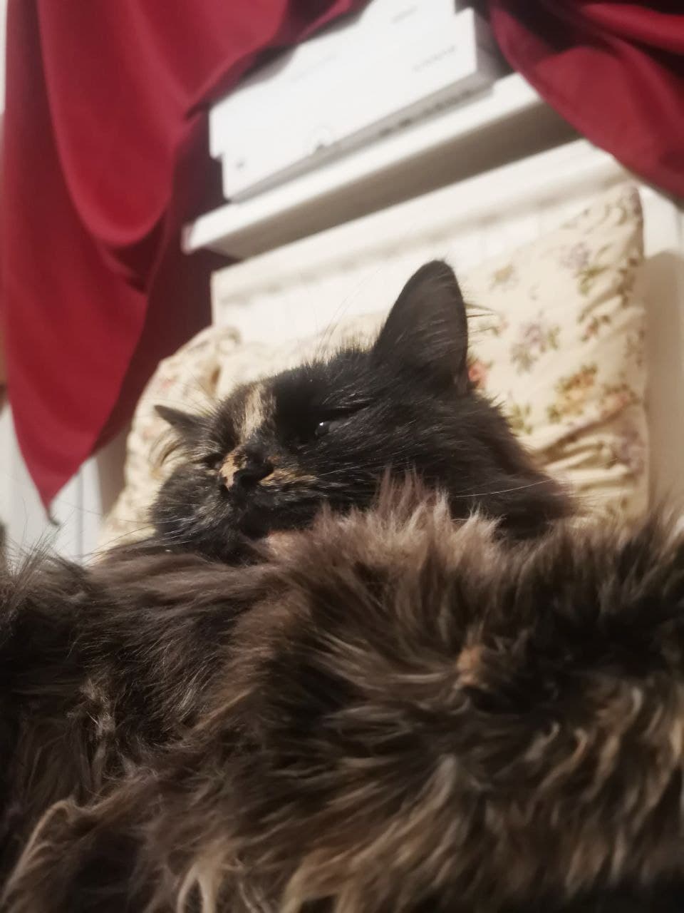 kitty